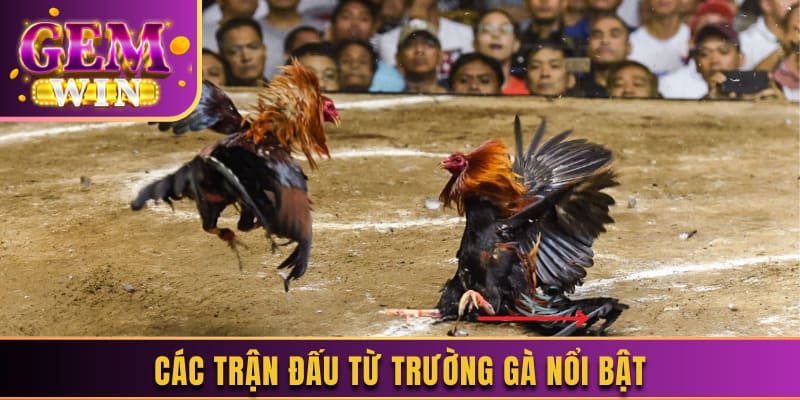 Các trận đấu từ trường gà nổi bật