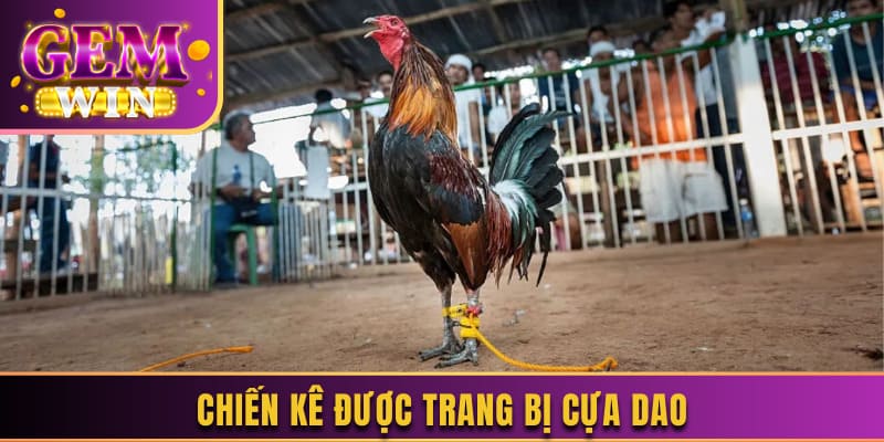 Chiến kê được trang bị cựa dao